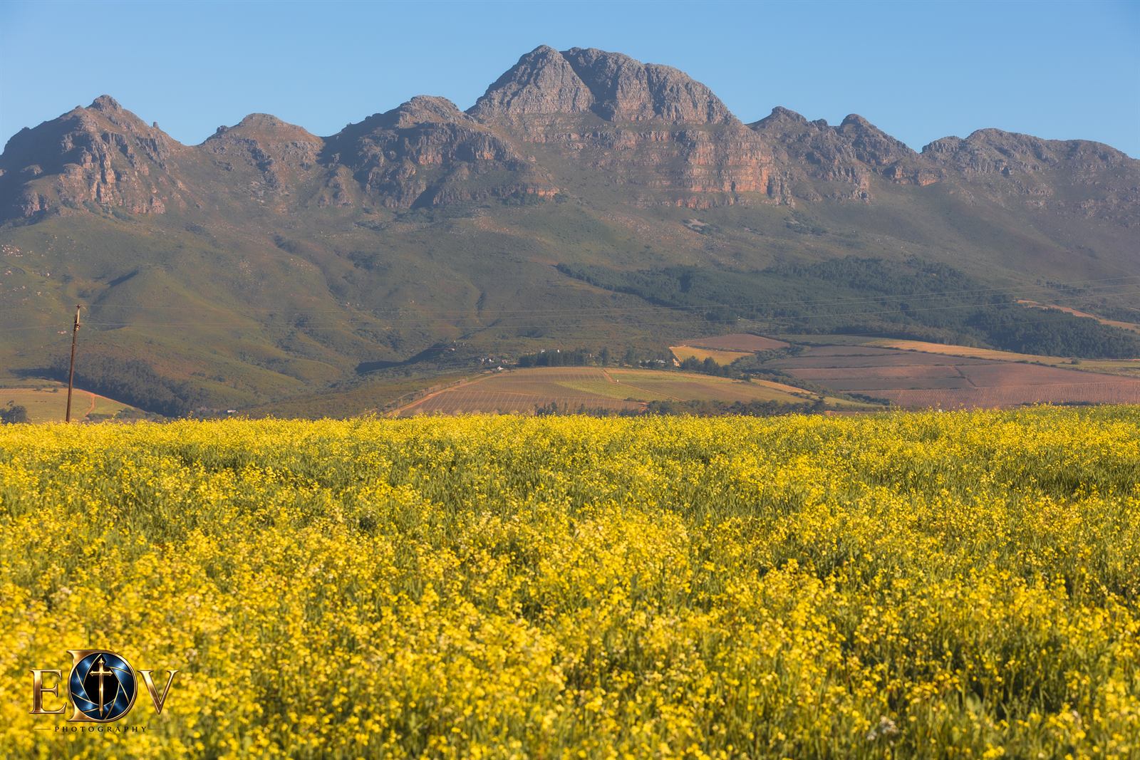 A canola field in full yellow bloom below the Simonsberg mountains