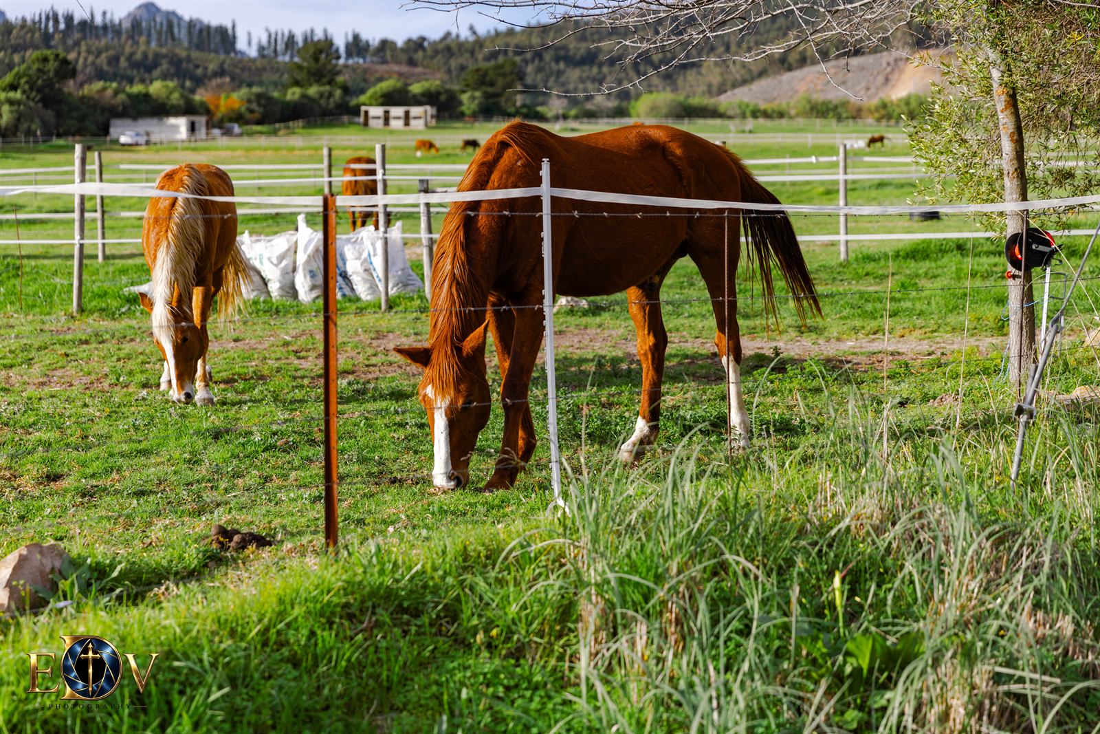 Horses grazing in a green paddock below the mountains near Stellenbosch